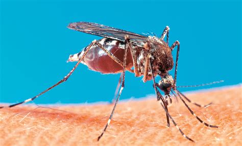 Deadly Mosquitoes Breed In Our Urban Drool San Diego Reader