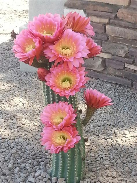 Pin By Maria Irene On Tucson Mountain City Views And Wildlife