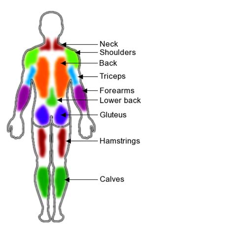 Muscle Groups Body Parts