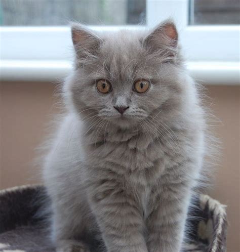 The cheapest offer starts at £100. british longhair cat personality | Cat personalities, Cats ...