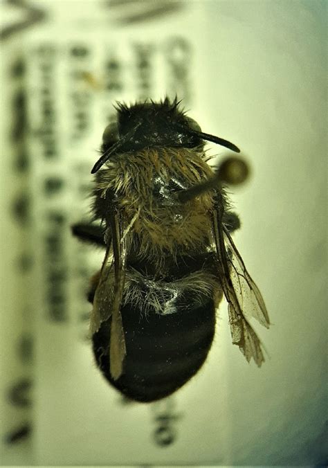 Bold Systems Taxonomy Browser Alloscirtetica Antarctica Species