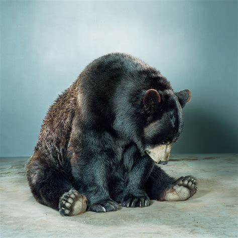 Bear Portraits By Jill Greenberg