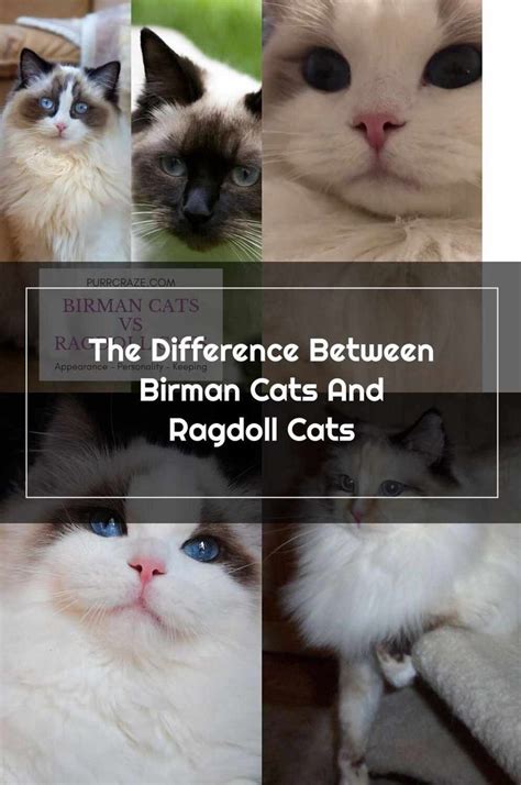 The Differences Between Birnan Cats And Ragoll Cats Are Shown In This
