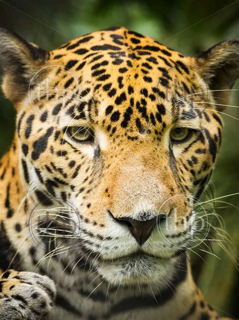 Beautiful Jaguar Cat Panthera Onca In Close Up Portrait Thpstock