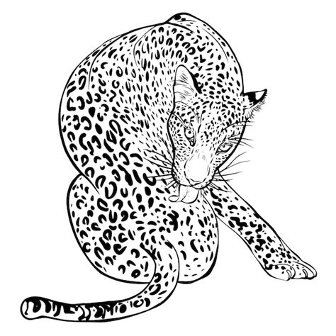 Premium Vector Cheetah Vector Black And White Line Drawing