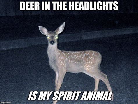 Deer In The Headlights Imgflip