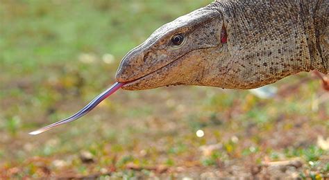 Monitor Lizards Are Harmless As Are Most Wild Animals We Share Space
