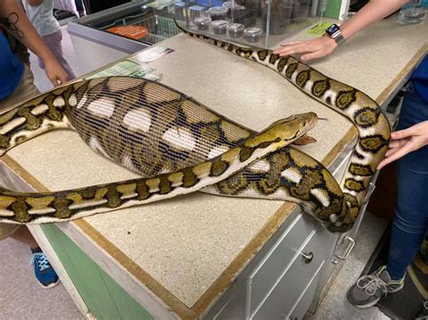 Indonesian Woman Suffocated And Swallowed Whole By 22 Foot Python At