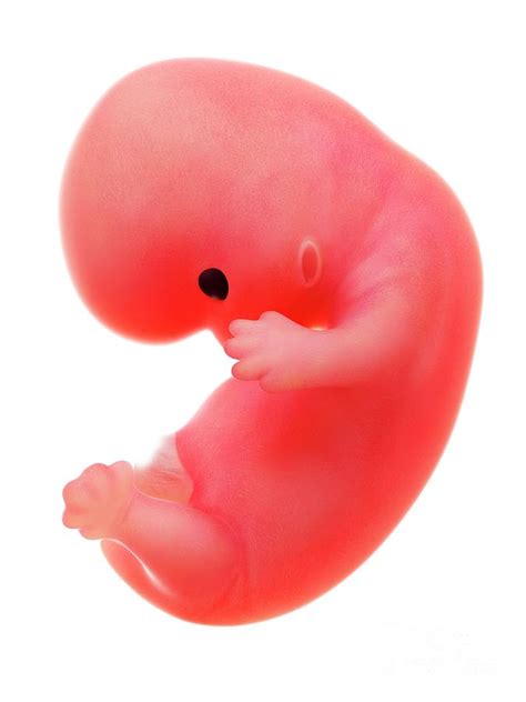 Illustration Of A Human Foetus Photograph By Sebastian Kaulitzki