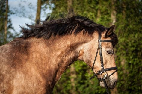 Black, bay, brown, chestnut, palomino, roan, black points, blue eyed cream. 17+ best images about Connemara Pony on Pinterest | Horses ...
