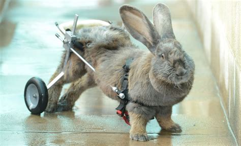 Pay Bertha Disabled Rabbit Wheelchair Mirror Online