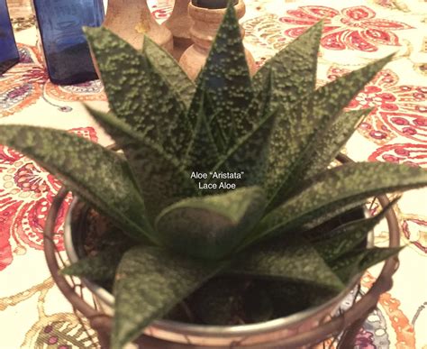 From ideal planting conditions to pests and break this away from the main plant and pot it in a container of cacti and succulent potting mix, or in jade plant: Pin by Houseplant 411 on Succulent Indoor Plants | Plants ...