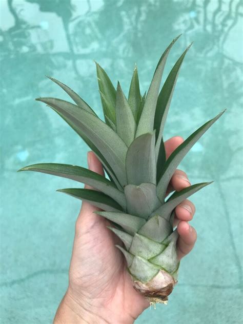Smooth Cayenne Pineapple Pups Etsy