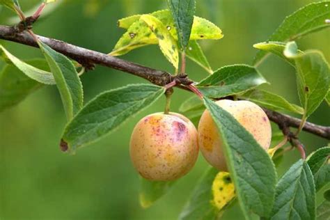 11 Variétés De Prunes Anciennes à Planter Jardipartage