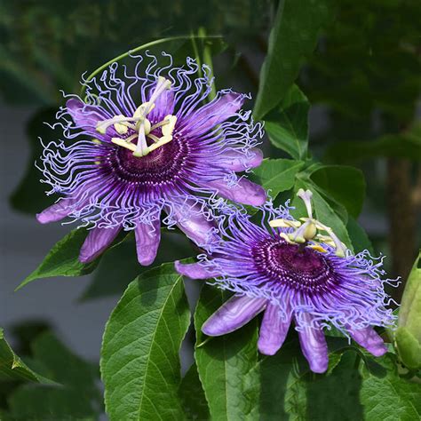 purple passion vine plant seeds passiflora incarnata seeds