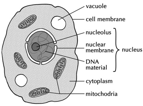 The cell is the basic unit of life. experts can you send me a neat labelled diagram of plant ...