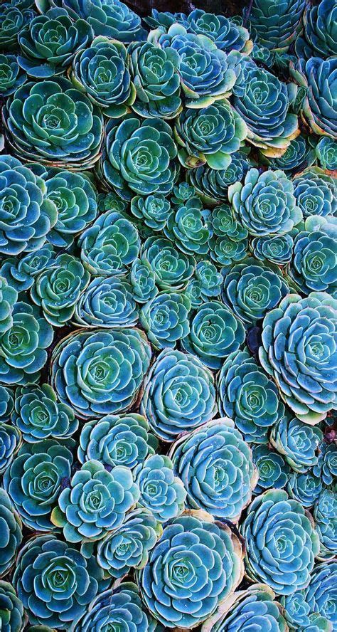 Super Succulent Cactus Wallpaper Ideas