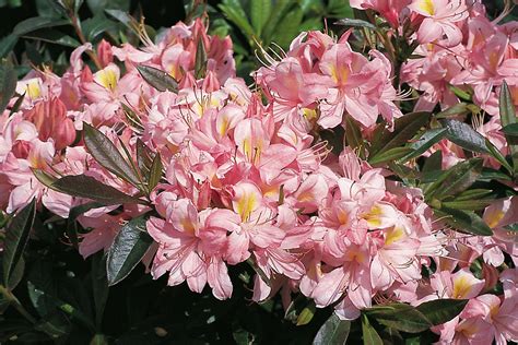 Sommergrüne azaleen haben im winter keine blätter und sind im allgemeinen auch frosthart Gartenazaleen | Azaleen | Ratgeber | Garten Schlüter
