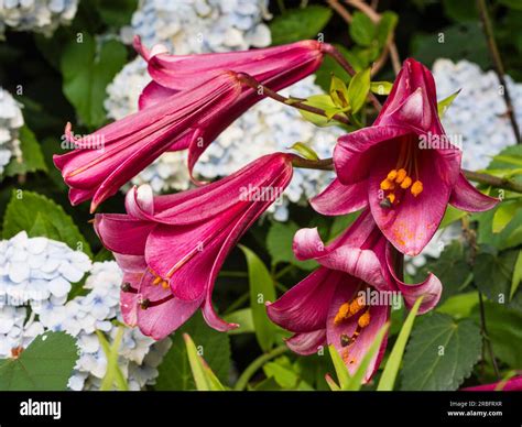 Fragrant Deep Pink Summer Flowers Of The Trumpet Lily Lilium Pink