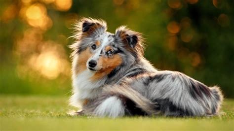 7 Things You Didnt Know About The Miniature Collie