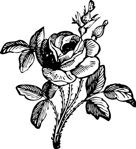 Vintage flower drawings free vector. Rose clipart minimalist, Rose minimalist Transparent FREE ...