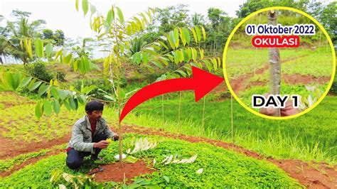 Cara Mudah Okulasi Durian Lokal Dengan Durian Ochee Duri Hitam Youtube