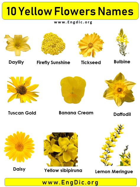 10 Yellow Flowers Names With Pictures Engdic