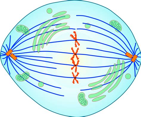 Metaphase chromosomes are used during the karyotyping procedure that is used to look for chromosomal. Bestand:Mitotic Metaphase.svg - Wikibooks