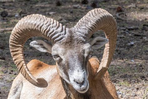 Armenian Mouflon With Huge Horns In The Wild Nature Close Up Stock