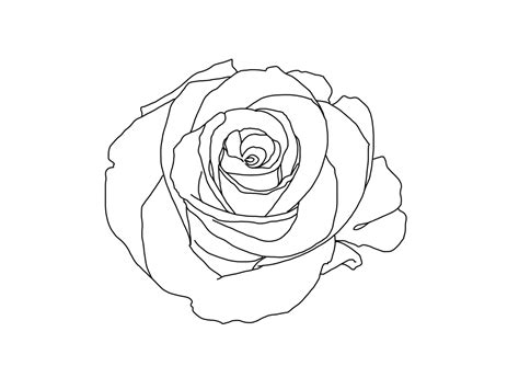 Frangipani coloring page coloring pages inspirational coloring. Just A Thought