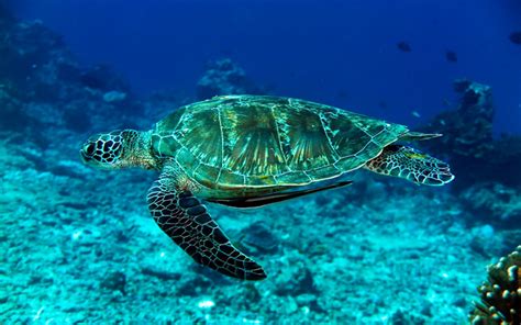 The Amazing Sea Turtles Of Mai Khao Beach In Phuket Thailand