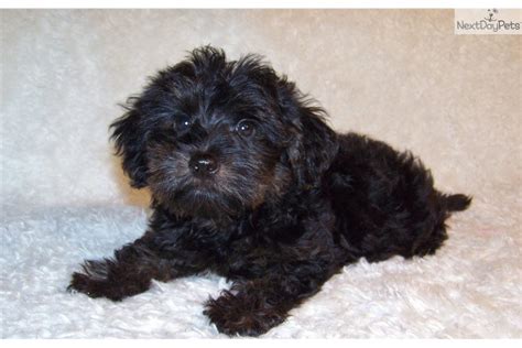 You will need fewer sessions over time. Yorkiepoo - Yorkie Poo puppy for sale near St Louis ...