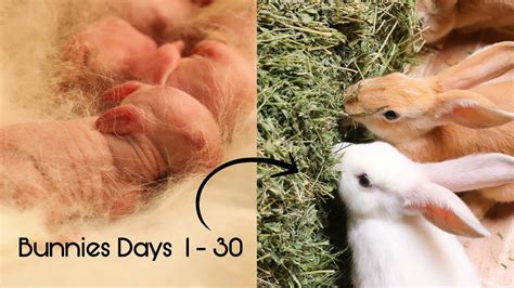 مراحل نمو الأرانب Baby Rabbits Grow Up 1 30 Days ️ 🐰 Youtube