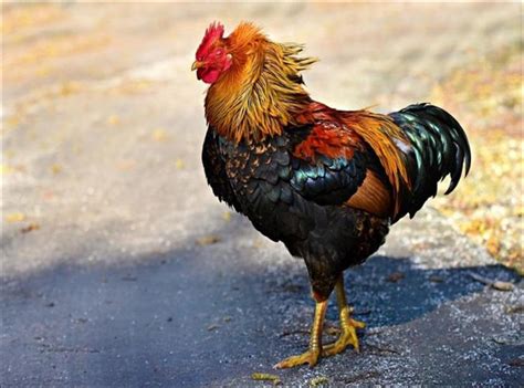 ∙ promo pengguna baru ∙ kurir instan ∙ bebas ongkir ∙ lengkapi kebutuhan aneka kebutuhan peliharaan kamu dengan produk ayam petelur berkualitas agar memberikan hasil maksimal & terbaik untuk. 5 Cara Merawat Ayam yang Baik dan Benar Agar Sehat ...