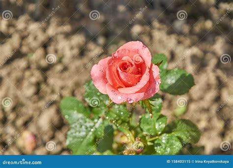 Beautiful Pink Roses Blossom In The Garden Countryside Backyard