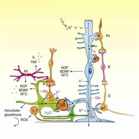 Diagram Summarizing The Main Interactions Of Glial Cells With Neurons