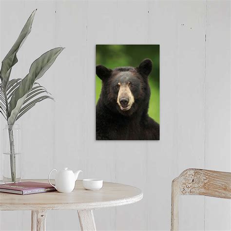 Portrait Of Black Bear Minnesota Wall Art Canvas Prints Framed