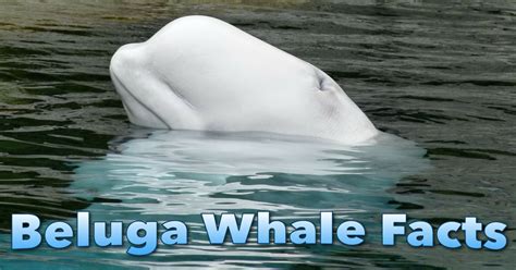 Beluga Whale Facts The White Whale Is An Amazing Arctic Marine Mammal
