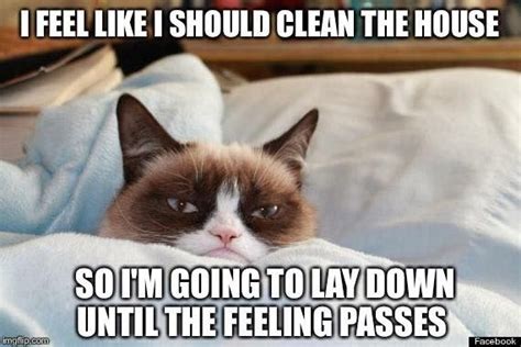 I Feel Like I Should Clean The House Grumpy Cat Grumpy Cat Quotes