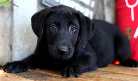 Labrador Retriever Puppies For Sale Houston Tx 320271