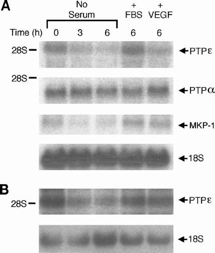 Ptp Expression Is Growth Factor Responsive Subconfluent Hmec A And