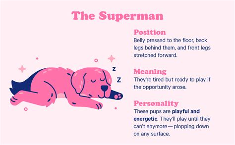 Maybe you would like to learn more about one of these? 10 Dog Sleeping Positions + The Adorable Meaning Behind ...
