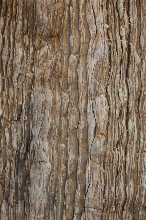 Dark Tree Bark Photography Background Instant Download Printable