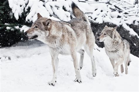 A Pair Of Wolves Male And Female Quickly Run Together Through