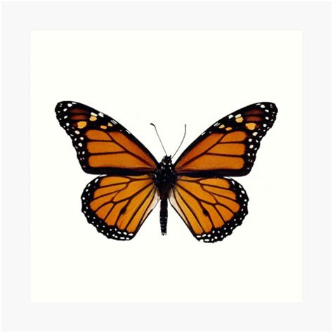 Monarch Butterfly Art Print For Sale By Lydhiamarie Redbubble