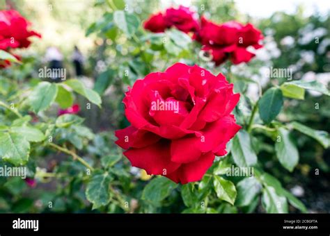 A Rose In Flower In Regents Park London Uk Stock Photo Alamy