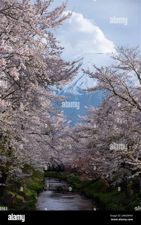 Beautiful Snowcapped Volcano Mtfuji Against Cherry Blossom Sakura