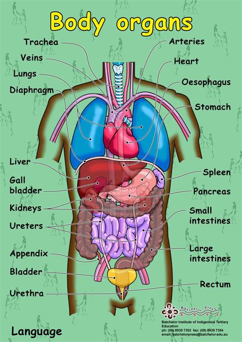The upper part consists of the heart and the lungs; Pin by granny roses on HUMAN BODY ANATOMY DIAGRAM ...