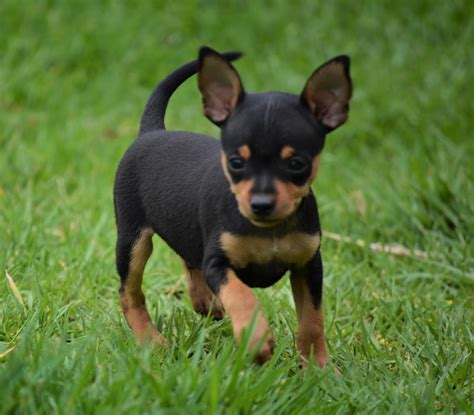 Miniature Doberman Pinscher (Bokkie) Puppies | Junk Mail
