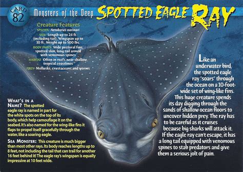 Eagle ray, any of about two dozen species of exclusively marine rays constituting the family myliobatidae (order rajiformes), occurring in the major oceans. Image - Spotted Eagle Ray front.jpg | Wierd N'wild ...